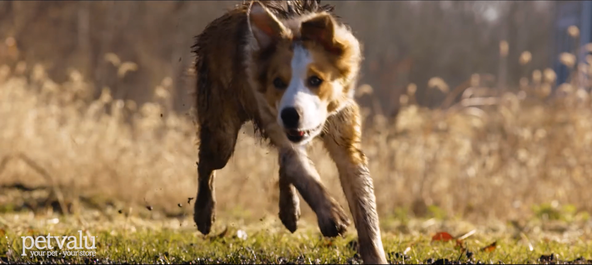 Pet Valu — Retail & Pets, 2020